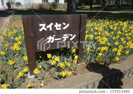 Daffodil garden Daffodil garden 137913400