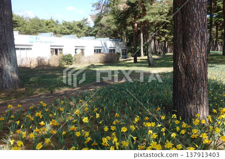 Daffodil garden Daffodil garden 137913403