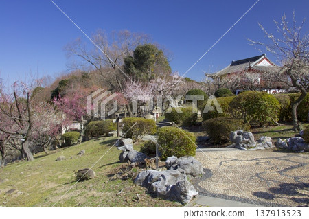 World Plum Blossom Park "Jinbaikan" and weeping plum trees (Mitsu Nature Observation Park, Tatsuno City) World Plum Blossom Park "Jinbaikan" and weeping plum trees (Mitsu Nature Observation Park, Tatsuno City) 137913523