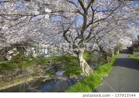 Kuroigawa River Cherry Blossom Embankment / Tanba Castle Town with Kuroigawa Castle Ruins / Birthplace of Kasuga no Tsubone Kuroigawa River Cherry Blossom Embankment / Tanba Castle Town with Kuroigawa Castle Ruins / Birthplace of Kasuga no Tsubone 137913544