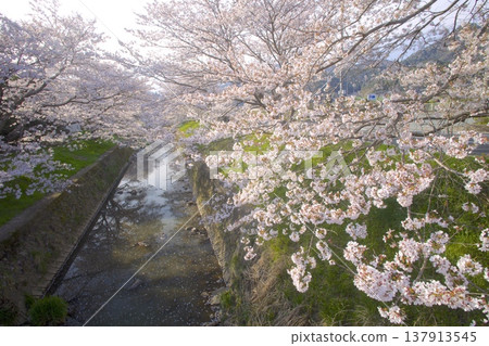 Kuroigawa River Cherry Blossom Embankment / Tanba Castle Town with Kuroigawa Castle Ruins / Birthplace of Kasuga no Tsubone Kuroigawa River Cherry Blossom Embankment / Tanba Castle Town with Kuroigawa Castle Ruins / Birthplace of Kasuga no Tsubone 137913545
