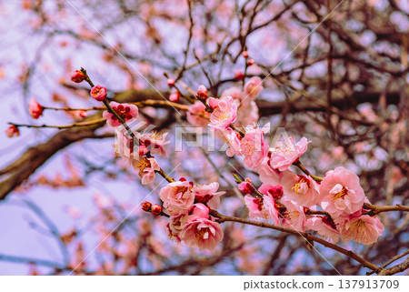 Plum blossoms in the blue sky Plum blossoms in the blue sky 137913709