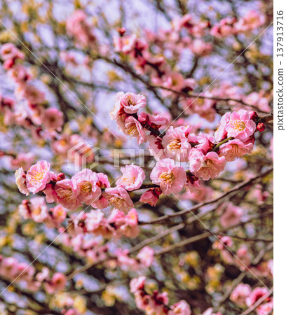 Plum blossoms telling the arrival of spring 137913716