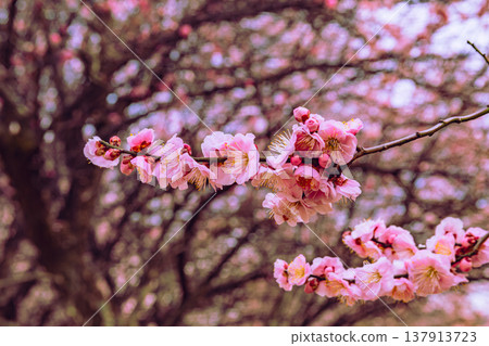 Plum blossoms telling the arrival of spring Plum blossoms telling the arrival of spring 137913723