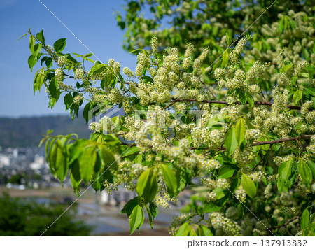 日本鳥櫻(Prunus grayana)開白色小花,花期在初夏。 日本鳥櫻(Prunus grayana)開白色小花,花期在初夏。 137913832