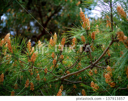 松枝和雄花 137913857