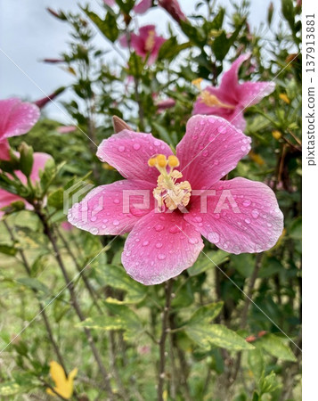 雨後的粉紅色木槿花 雨後的粉紅色木槿花 137913881
