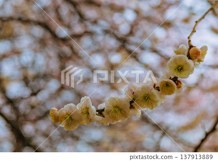 Plum blossoms telling the spring Plum blossoms telling the spring 137913889