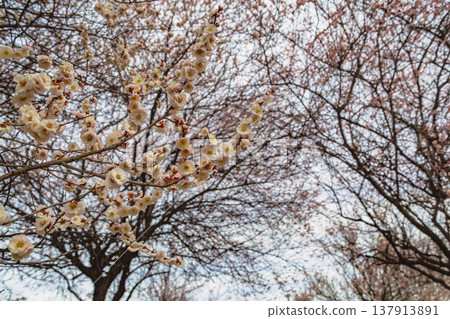 Plum blossoms telling the arrival of spring 137913891