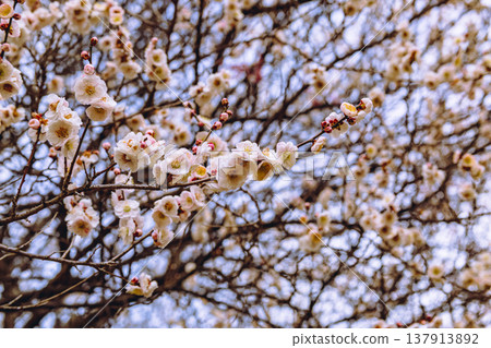 Plum blossoms telling the arrival of spring Plum blossoms telling the arrival of spring 137913892