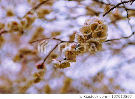 Plum blossoms telling the arrival of spring Plum blossoms telling the arrival of spring 137913893