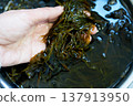 清洗新鮮的海帶 137913950