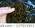 清洗新鮮的海帶 137913951