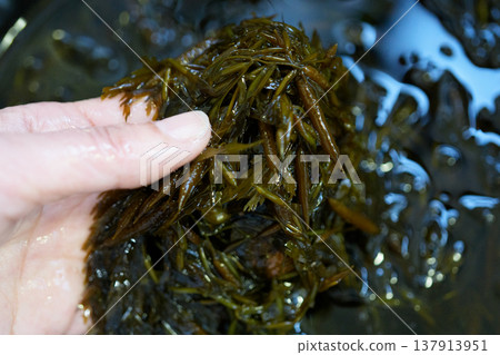 清洗新鮮的海帶 清洗新鮮的海帶 137913951