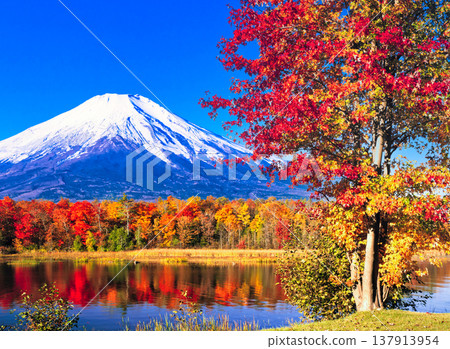 A scenic journey along the beautiful Maple Road, adorned with the vibrant autumn colors of maple trees. A scenic journey along the beautiful Maple Road, adorned with the vibrant autumn colors of maple trees. 137913954