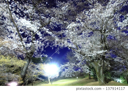 Cherry blossoms at night Cherry blossoms at night 137914117