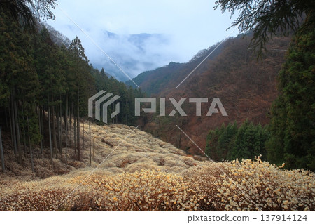 The pulse of the Mitsumata plant The pulse of the Mitsumata plant 137914124