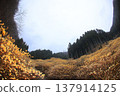 Mitsumata Valley 137914125