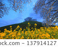Cherry blossoms celebrated by rapeseed flowers 137914127