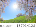 Cherry blossoms bathed in soft sunlight 137914128