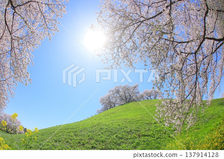 Cherry blossoms bathed in soft sunlight Cherry blossoms bathed in soft sunlight 137914128
