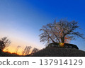 Sunset cherry 137914129