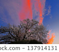 Cherry Blossom Flame 137914131