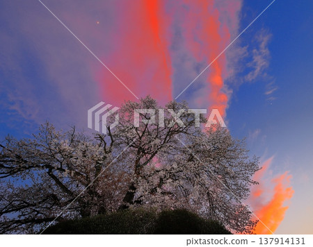 Cherry Blossom Flame Cherry Blossom Flame 137914131