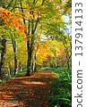 Autumn journey 137914133