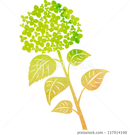 Beautiful watercolor pattern of hydrangea icon image illustration Beautiful watercolor pattern of hydrangea icon image illustration 137914198