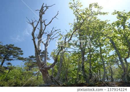 一片森林景觀，一排排枯樹矗立在藍天之下。 137914224
