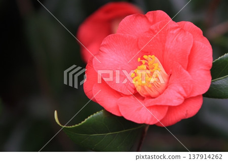 Camellia, camellia, camellia, red petals, one flower Camellia, camellia, camellia, red petals, one flower 137914262