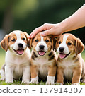 Cute puppies 137914307