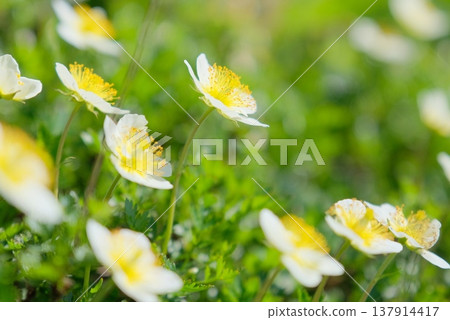 高山上盛開的白花金盞花 137914417