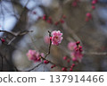 Plum blossoms starting to bloom 137914466