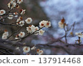 white plum blossom 137914468