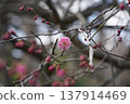 Plum blossoms starting to bloom 137914469