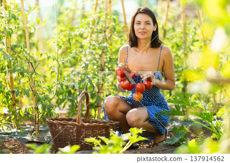 Young woman is working in garden between beds, picking ripe red tomatoes Young woman is working in garden between beds, picking ripe red tomatoes 137914562