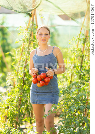 Young woman is working in garden between beds, picking ripe red tomatoes Young woman is working in garden between beds, picking ripe red tomatoes 137914567