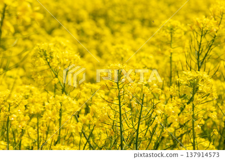 四月：薩特貢多內櫻花堤岸 - 油菜花盛開 137914573