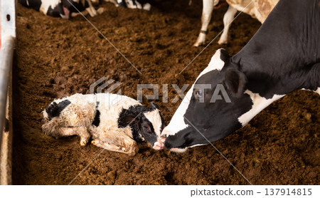 Calf and his mother cow at cow farm Calf and his mother cow at cow farm 137914815