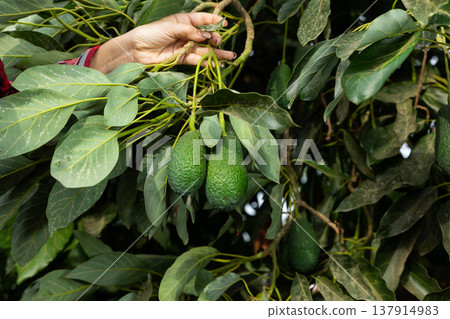 Big ripe avocado hanging on tree branches in fruit garden 137914983