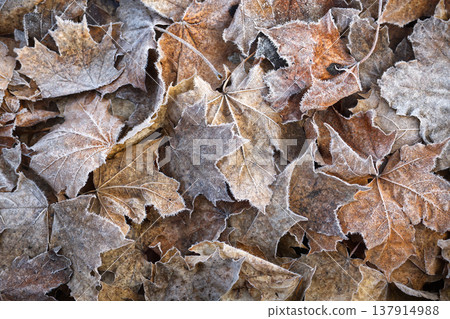 Frosted Fallen Maple Leaves On The Ground In Late Autumn Morning Close-Up Frosted Fallen Maple Leaves On The Ground In Late Autumn Morning Close-Up 137914988