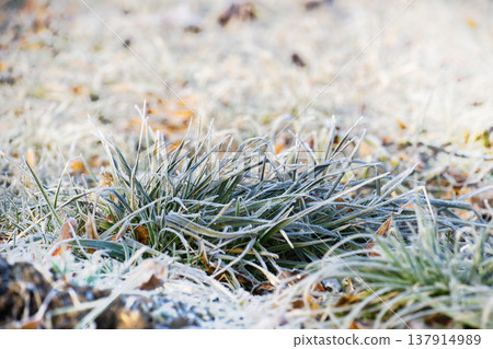 Frost-Covered Grass in Winter Morning Light With Hoarfrost and Fallen Leaves Frost-Covered Grass in Winter Morning Light With Hoarfrost and Fallen Leaves 137914989