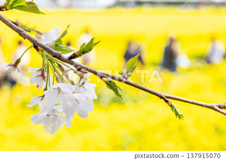 April, Gongendo Cherry Blossom Embankment, Satte - Cherry Blossoms April, Gongendo Cherry Blossom Embankment, Satte - Cherry Blossoms 137915070