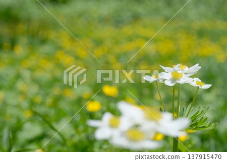 Alpine plants in early summer: Anemone narcissiflora and Ranunculus acris in bloom. Alpine plants in early summer: Anemone narcissiflora and Ranunculus acris in bloom. 137915470