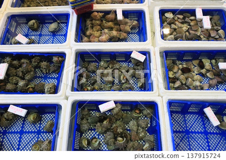 用罐子出售的貝類:用於養殖渦螺和蛤蜊的罐子。 用罐子出售的貝類:用於養殖渦螺和蛤蜊的罐子。 137915724
