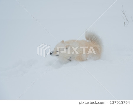 A Samoyed dog runs through the snow. 137915794