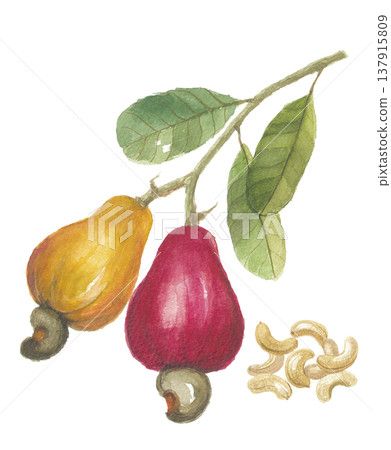 Watercolor painting of cashew apples and cashew nuts Watercolor painting of cashew apples and cashew nuts 137915809