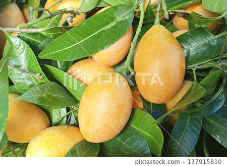 Fresh Marian plums from the garden, ripe orange yellow tropical fruit, natural organic harvest in Thailand. Fresh Marian plums from the garden, ripe orange yellow tropical fruit, natural organic harvest in Thailand. 137915810